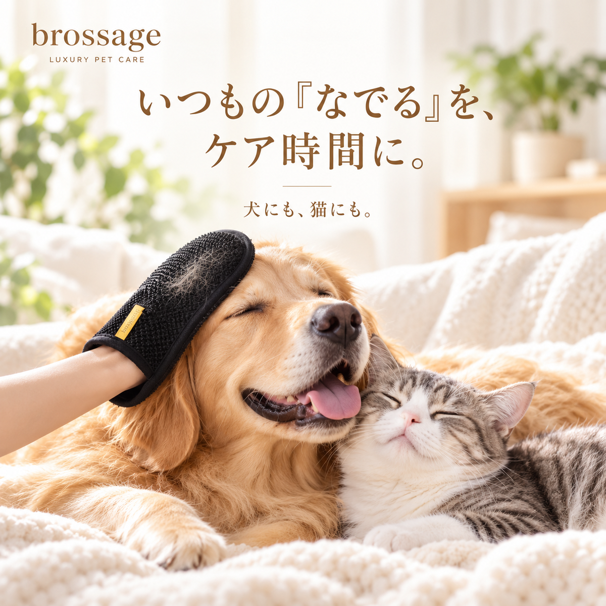 犬と猫をなでながらbrossageのリムーバーグローブで抜け毛ケアをしている様子